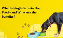 What is Single-Protein Dog Food – and What Are the Benefits?